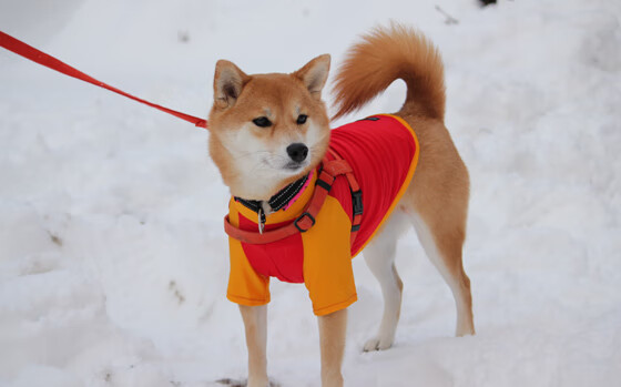 APP下载 LY Sports-中国女篮加强防守训练，中国女篮 控卫