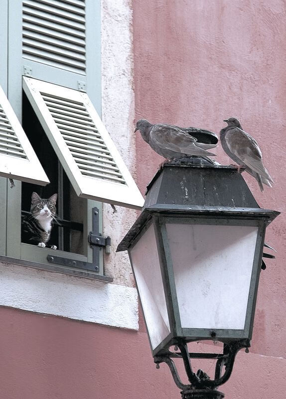 乐鱼体育App下载-压哨三分成功率联盟榜单分析，压哨三分啥意思