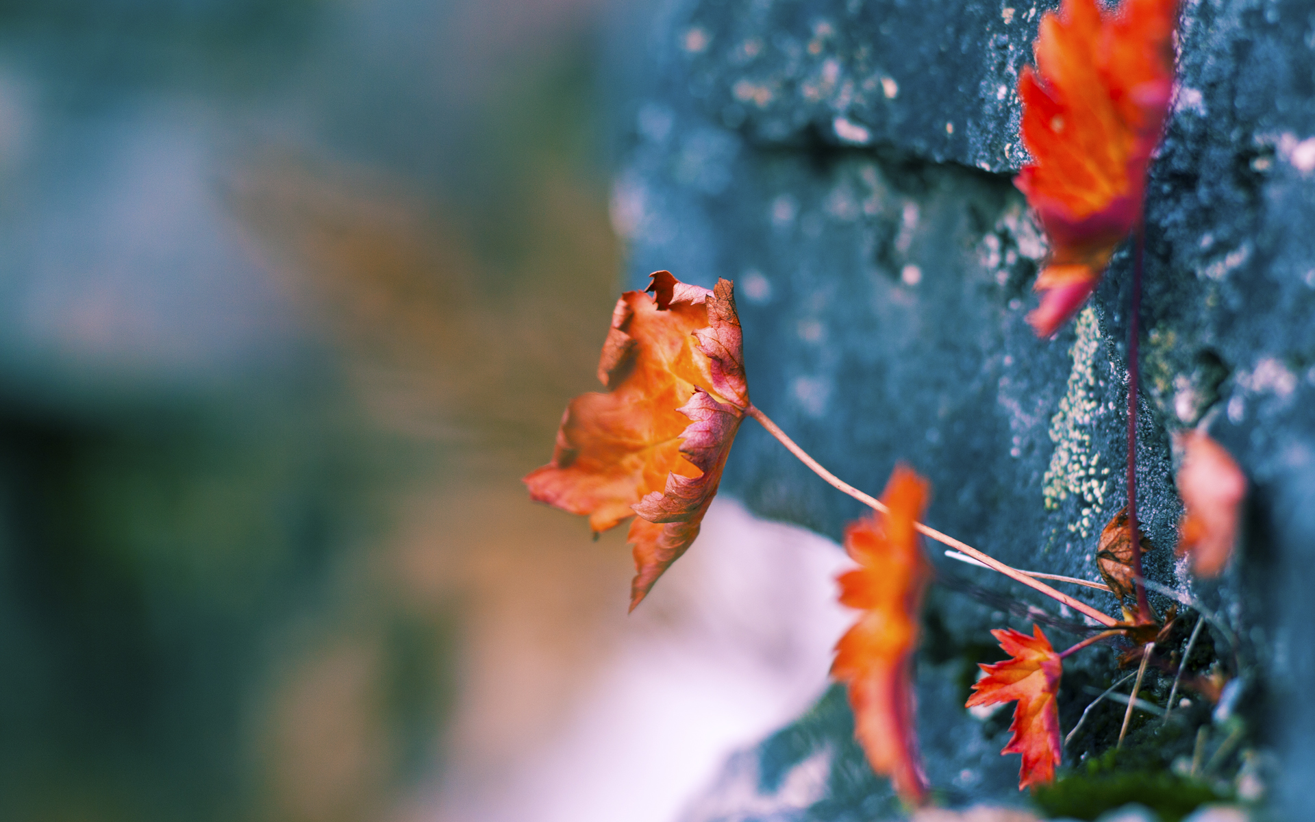 乐鱼电竞在线平台-篮球赛事引入即时战术回放系统，篮球回放挑战