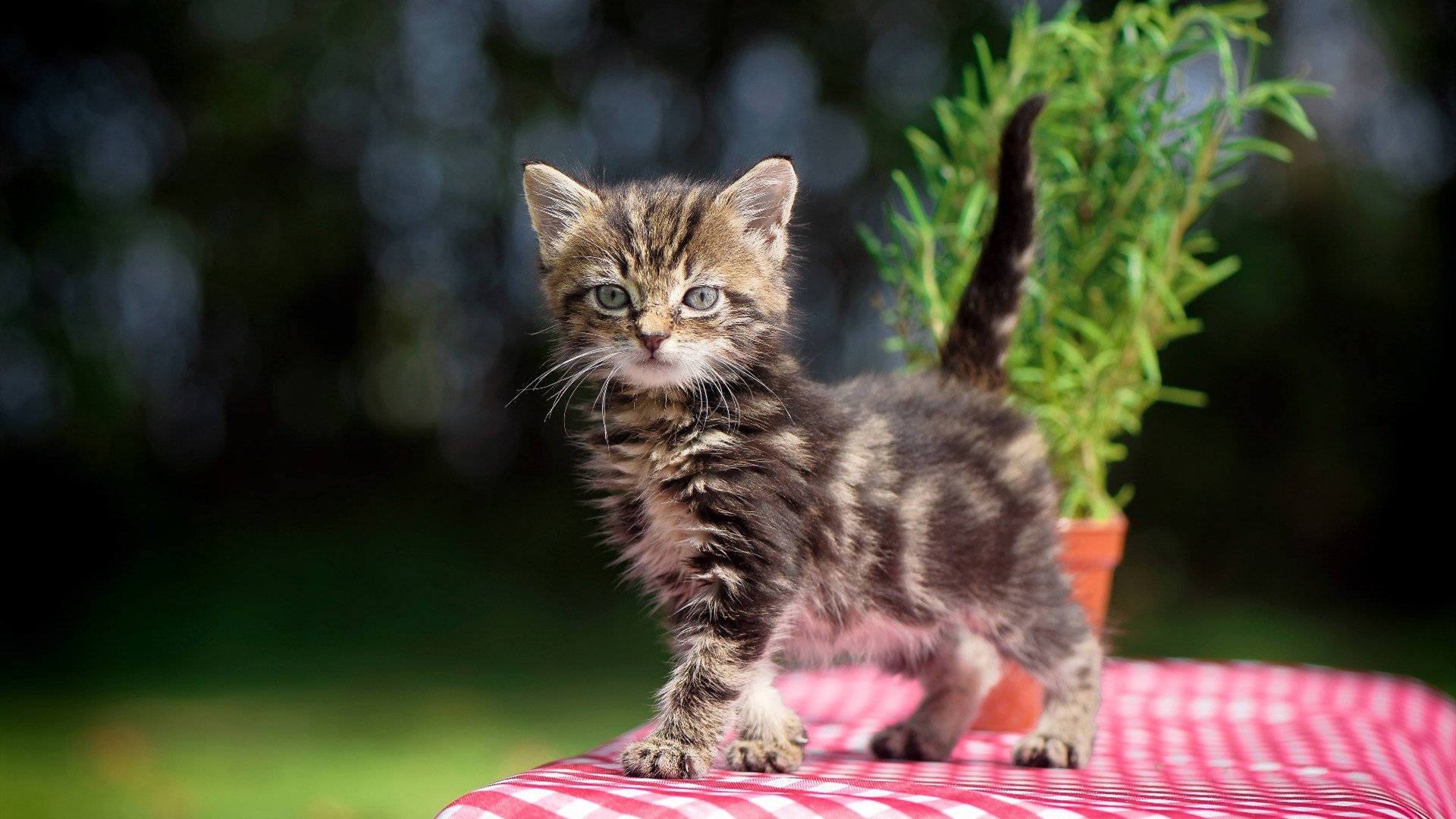 leyu乐鱼体育综合-“南非羚羊队萨尔·巴赫闪耀赛场，带领球队迎接挑战”