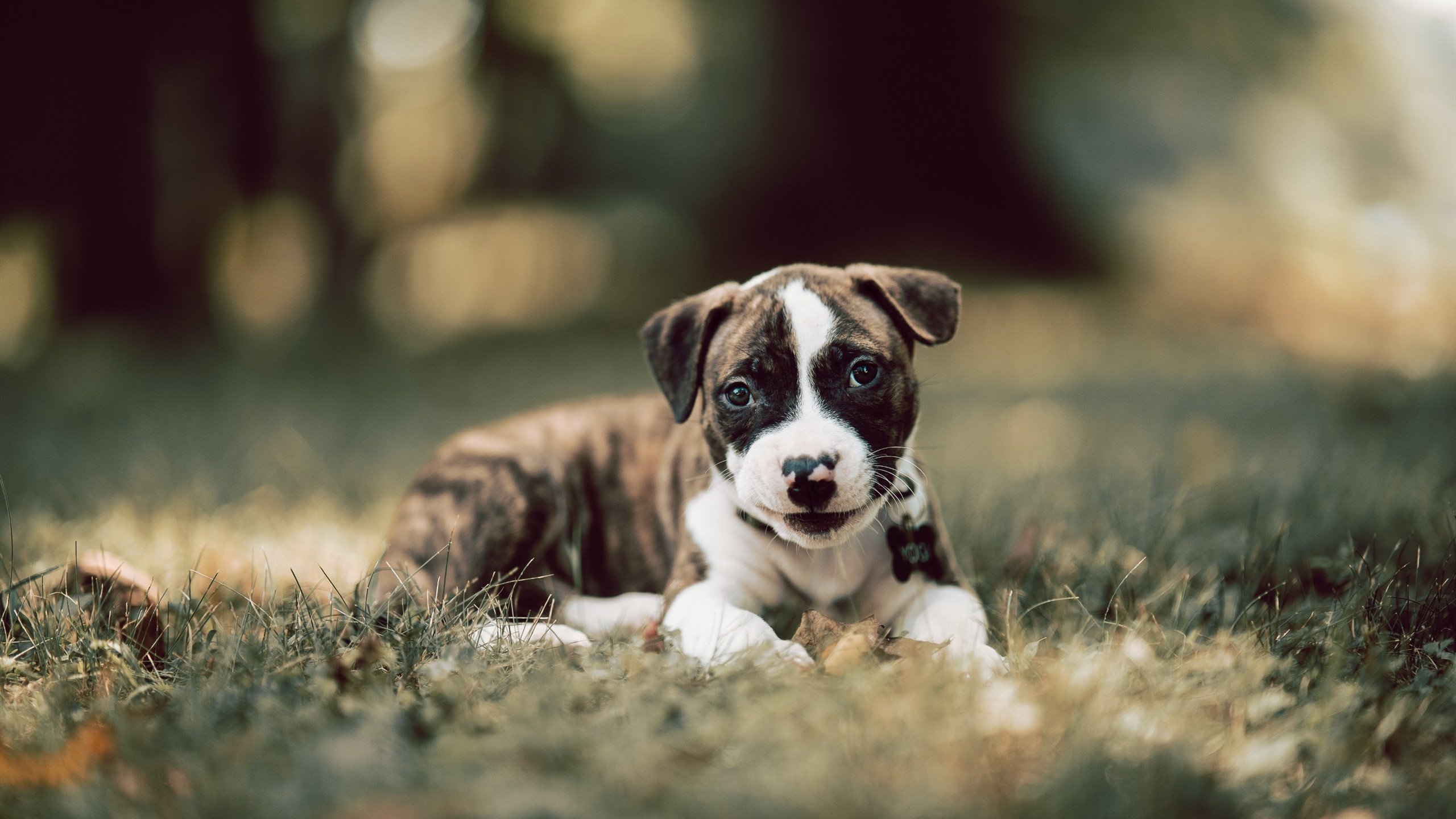 LeyuSports-决赛看点：温斯坦起速迅猛全程紧咬，温斯坦强度副图指标