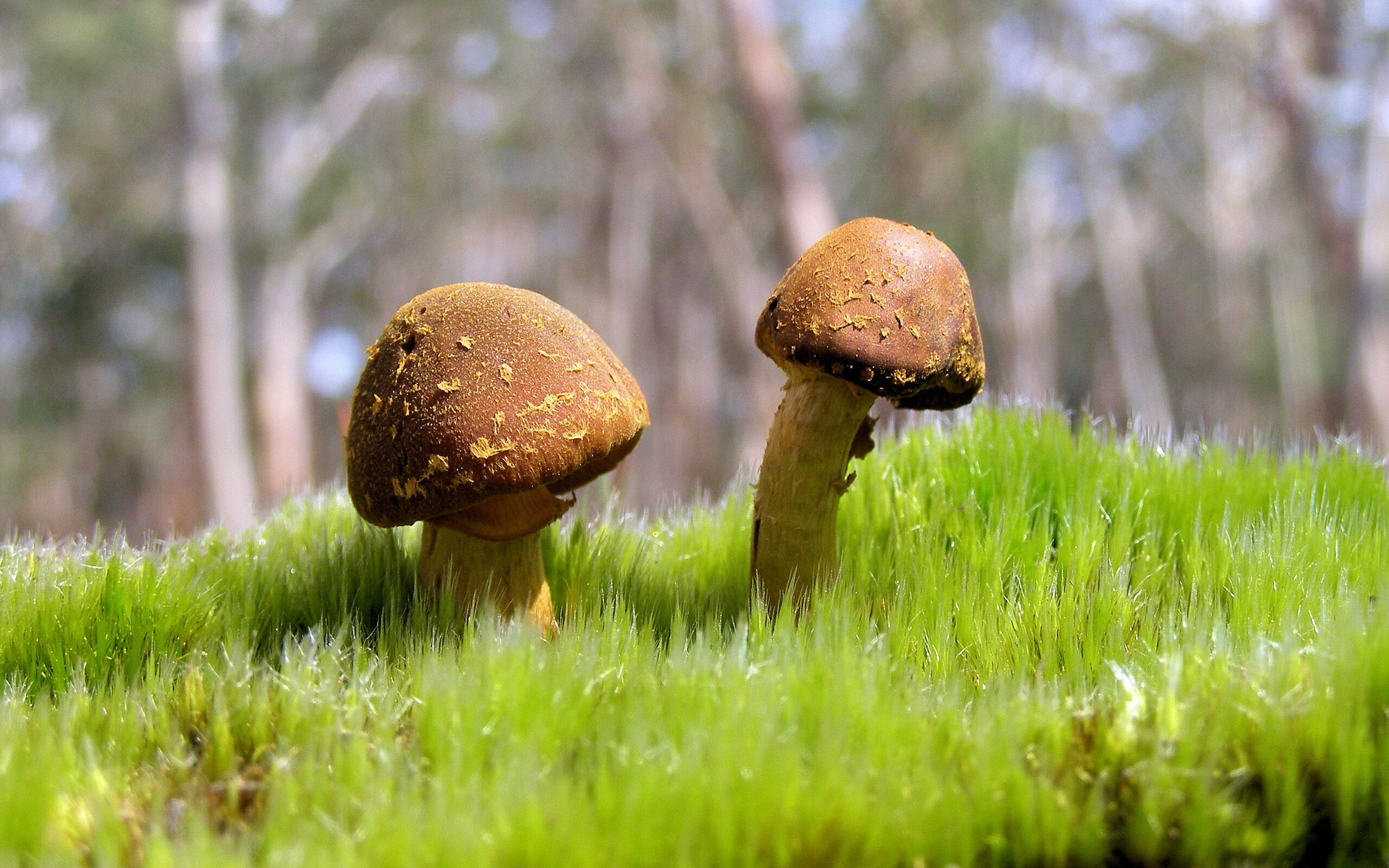 乐鱼（中国）体育官方网站-凯蒂·莱德基800米自由泳赛场魅力四射，莱德基自由泳水下全镜头