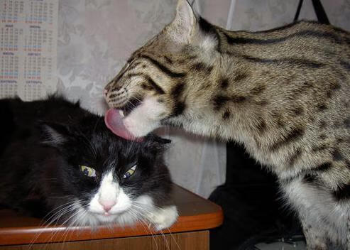 乐鱼体育APP官方下载-多场比赛总进球数高达37球，攻防拉锯激烈，正式比赛进球纪录