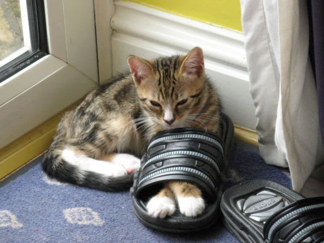 乐鱼体育APP官方下载-弗兰：全黑队中场的“调度员”，他的每一脚传球都精准到位