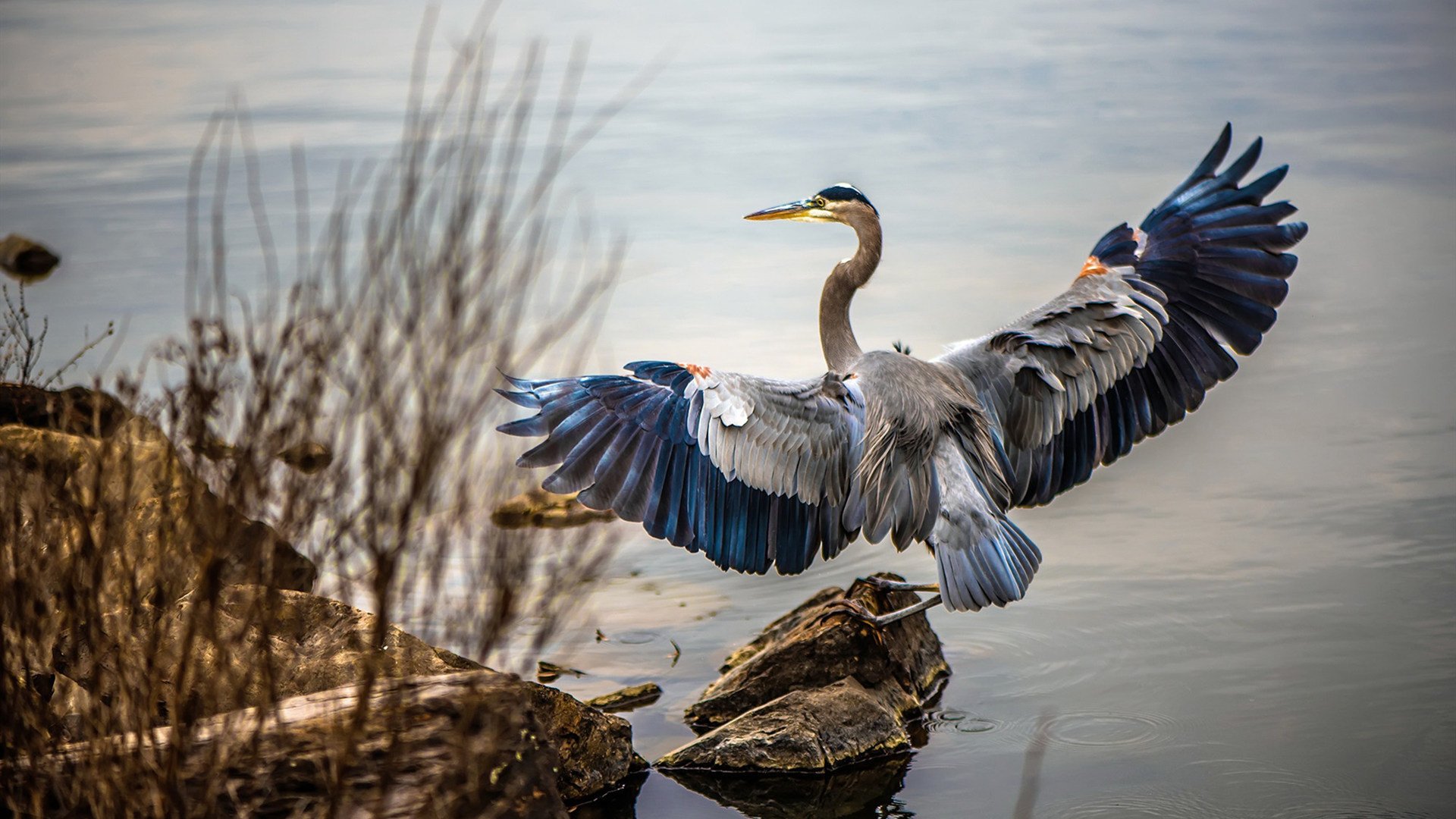 乐鱼电竞在线平台-斯密斯:以精准传球与快速反应,成为全黑队的攻防桥梁,斯密07