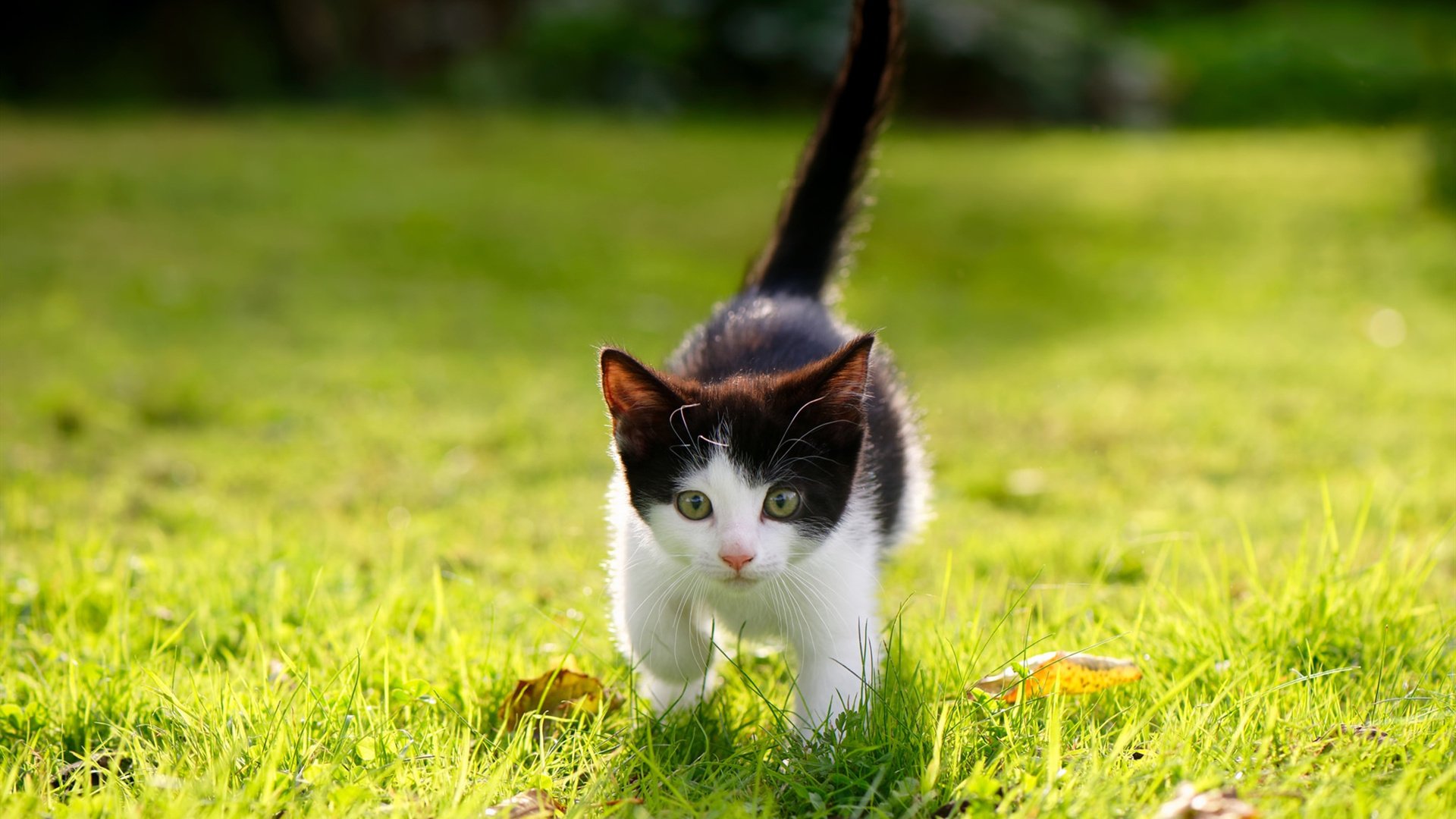 下载乐鱼体育APP-格林伍德的防守反击与高效的场上决策,成为袋鼠队致胜法宝,格林伍德球员