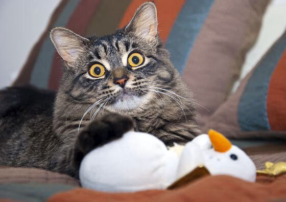 乐鱼电竞-法甲豪门争锋:精彩攻防场面层出不穷!,法甲豪门宣布全队停薪