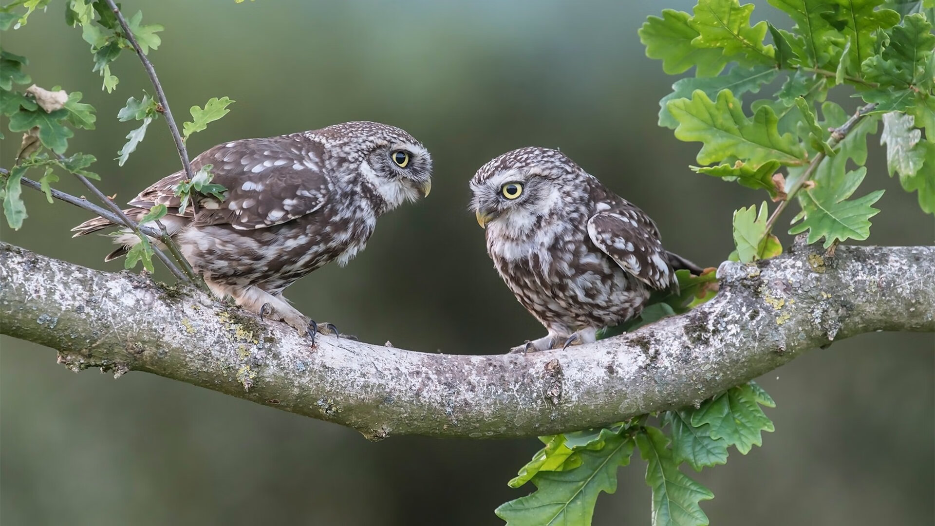 APP下载 LY Sports-混合泳个人赛中立代表队A全面应战,个人混合泳比赛中