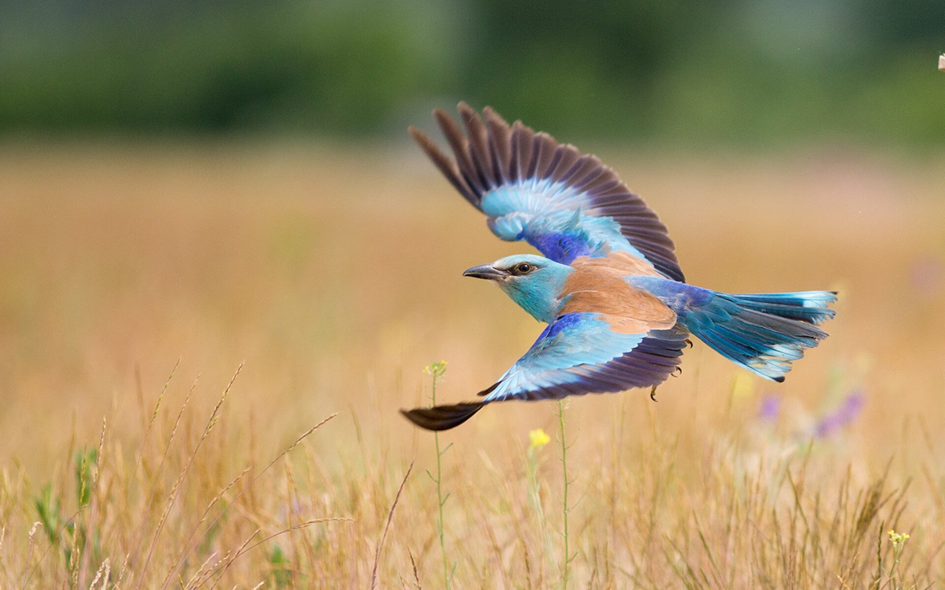 乐鱼电竞· (中国)官方网站-英超冠军冲刺：悬念持续升温！，英超 冠军