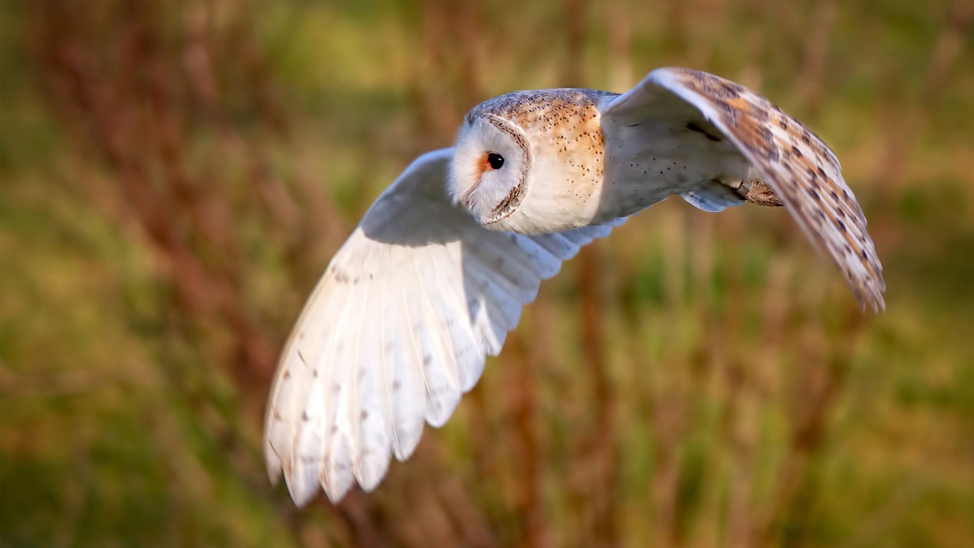 乐鱼体育平台app下载-PSG战术多变，但缺乏实效性支持